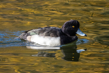 Wild duck at the Kleinhesseloher Lake in English Garden in Munich, Germany