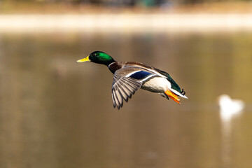 Wild duck or mallard, Anas platyrhynchos flying over a lake