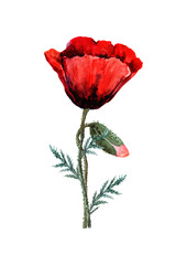 Scarlet poppy flower with a bud on a stem with green leaves. Hand drawn watercolor on white background for design of cards, wedding invitations, print, background, packaging, textiles.