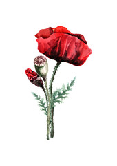 Red poppy flower with a bud and a head of seeds on a stem with green leaves. Hand drawn watercolor on white background for design of cards, wedding invitations, print, background, packaging, textiles.