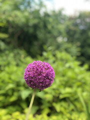 flower in the garden