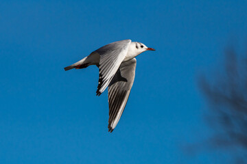 The European Herring Gull, Larus argentatus is a large gull