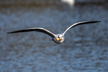 The European Herring Gull, Larus argentatus is a large gull