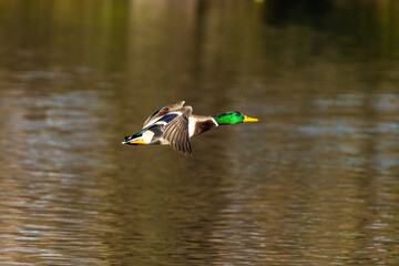 Wild duck or mallard, Anas platyrhynchos flying over a lake