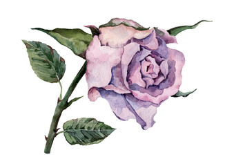 Delicate purple rose flower with green leaves on the stem. Watercolor hand drawn isolated element on white background for design of cards, wedding invitations, print, backdrop, packaging, textiles.