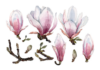 Spring magnolia flowers with buds and branches. Hand drawn illustration of watercolor set of isolated elements on white background for design of cards, wedding invitations, packaging, print, textiles.