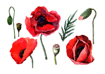 Set of red poppies, buds, stem with green leaves. Watercolor hand drawn isolated elements on white background for design of cards, wedding invitations, print, background, packaging, textiles.