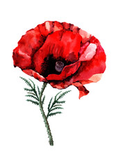 Red poppy flower with green leaves on the stem. Watercolor hand drawn isolated element on white background for design of cards, wedding invitations, print, backdrop, packaging, textiles.