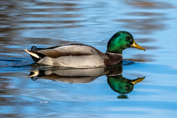 Wild duck or mallard, Anas platyrhynchos swimming in a lake