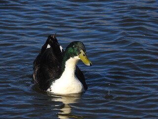 Duclair duck spending the day on the waters of Lake Isabella, in the Sierra Nevada Mountains, California.