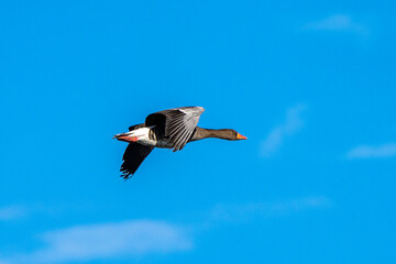 The flying greylag goose, Anser anser is a species of large goose