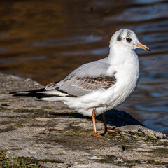 The European Herring Gull, Larus argentatus is a large gull