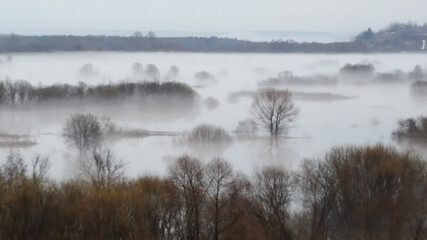 trees bushes mountain in the morning fog