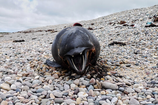 Stranded dead dolphin with black skin in Ireland