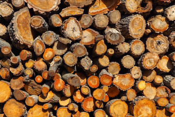 Freshly cut tree wooden logs piled up on the ground. Deforestation forest for Industrial production. Felled tree trunks and Firewood cut logs stacked prepared for winter. Copy Space.