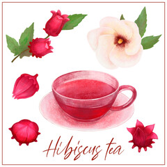 Set with Hibiscus Sabdariffa or Roselle flowers, leaves and berries, seeds. Hibiscus tea. Graphic hand drawn crayons style. Botanical illustration for packaging, menu cards, posters, prints.