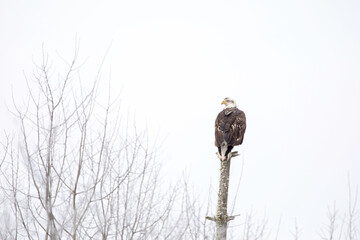 bald eagle, sub-adult, 3rd or 4th year