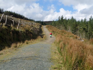 Nadelwäldchen mit einem Abschnitt von toten Bäumen. Waldsterben hin zu Heidekraut und...