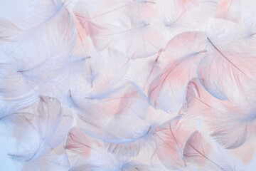 Pastel pink and blue feathers texture background