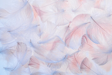 Obraz premium Pastel pink and blue feathers texture background