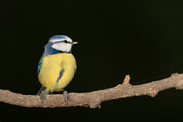 Obraz premium Herrerillo común sobre la rama de un arbusto seco (Cyanistes caeruleus)