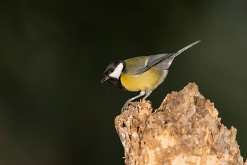 Carbonero común posado en un viejo tronco  (Parus major)	