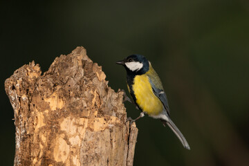 Obraz premium Carbonero común posado en un viejo tronco (Parus major) 