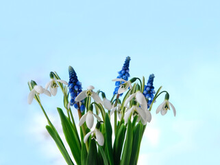 spring flowers - snowdrops and Muscari hyacinth against blue sky background. gentle floral nature...