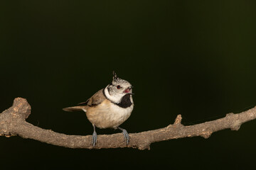 Herrerillo capuchino en una rama (Lophophanes cristatus)	