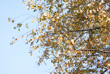 Golden birch leaves and blue sky