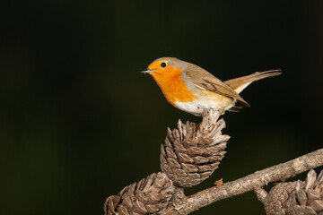 Petirrojo europeo en una piña (Erithacus rubecula)