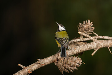 Carbonero común en una rama  (Parus major)	