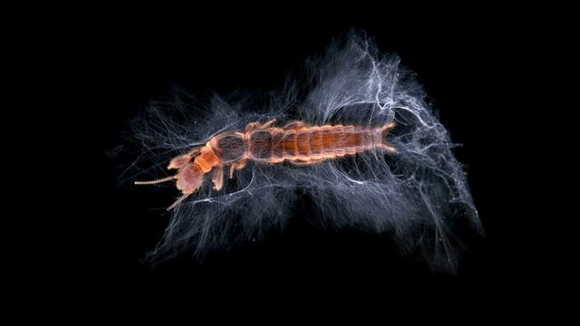 relic insect Embia savignyi under a microscope, female. Of the family Embiidae, feed on decaying plant remains, build silk passages along which they move