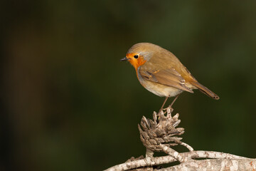 Petirrojo europeo posado en una piña (Erithacus rubecula)