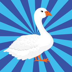 Domestic white goose