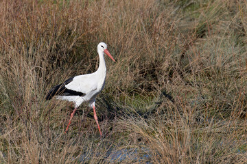 Storch