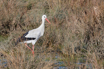 Storch