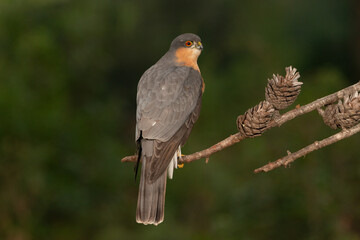 gavilán común macho posado en una rama (Accipiter nisus) Ojén Andalucía España	