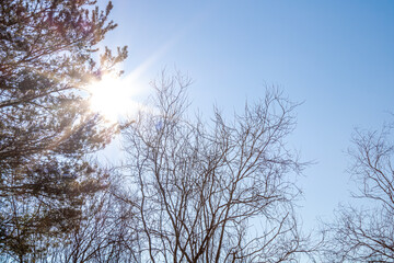 Bright morning sunlight breaks through the spruce branches.