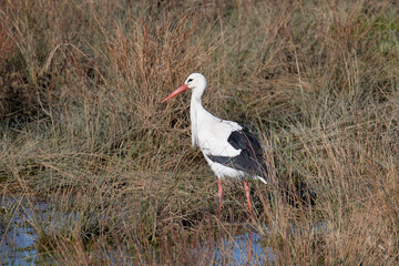 Storch