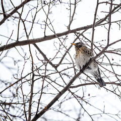 blackbird mountain ash sits on a tree branch