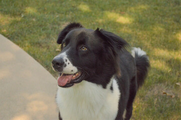 Border Collie Adult Dog Standing