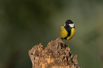 Obraz premium Carbonero común posado en un tronco viejo (Parus major) 