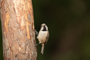 Naklejka premium Herrerillo capuchino posado en un tronco (Lophophanes cristatus) 