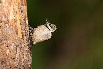 Herrerillo capuchino posado en un tronco (Lophophanes cristatus)	