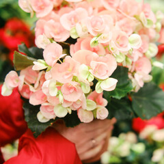 Man florist hands with pink begonia flower in pot, greenhouse shop