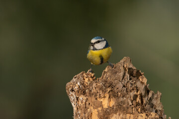 Herrerillo común en un viejo tronco seco (Cyanistes caeruleus)