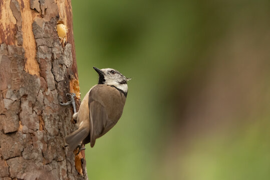 Herrerillo capuchino posado en un troco vertical (Lophophanes cristatus)	