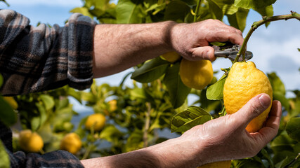 Close-up of the hands of the farmer who harvest the lemons in the citrus grove with scissors....