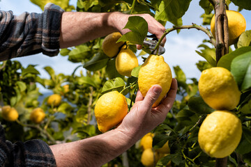 Close-up of the hands of the farmer who harvest the lemons in the citrus grove with scissors. Traditional agriculture. - obrazy, fototapety, plakaty